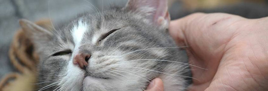 réduire le stress du chat